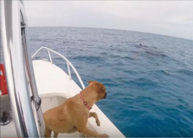 Η συγκινητική αντίδραση αυτού του σκύλου που είδε για πρώτη φορά από κοντά δελφίνια! Βίντεο