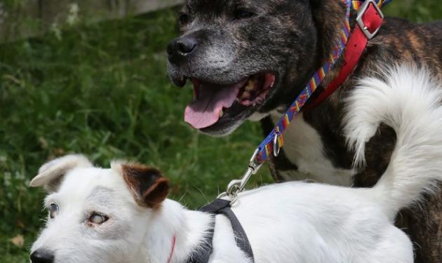 Oι πιο καλοί φίλοι: Σκύλος οδηγεί τον τυφλό φίλο του! Φωτογραφίες και βίντεο