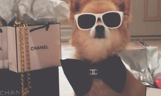 Ξέχνα τα πλούσια παιδιά του instagram! Δες τα πλούσια σκυλιά που ζουν… καλύτερα από σένα!