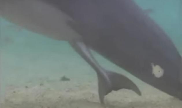 Η “μαγική” στιγμή για ένα δελφίνι! Βίντεο