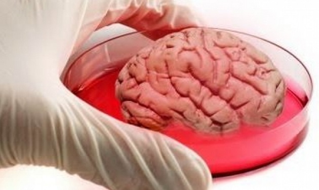 Τι άλλο θα δούμε: Δημιούργησαν τεχνητό εγκέφαλο στο εργαστήριο! Βίντεο