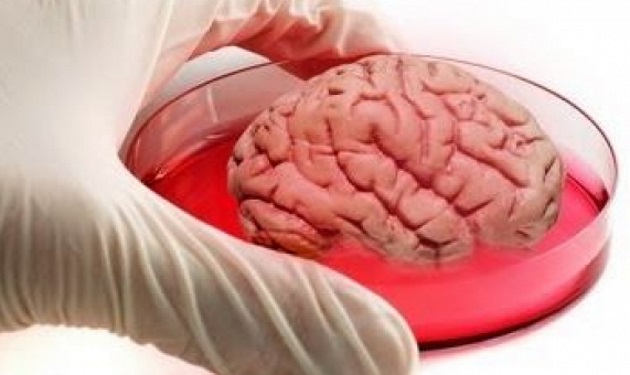Τι άλλο θα δούμε: Δημιούργησαν τεχνητό εγκέφαλο στο εργαστήριο! Βίντεο