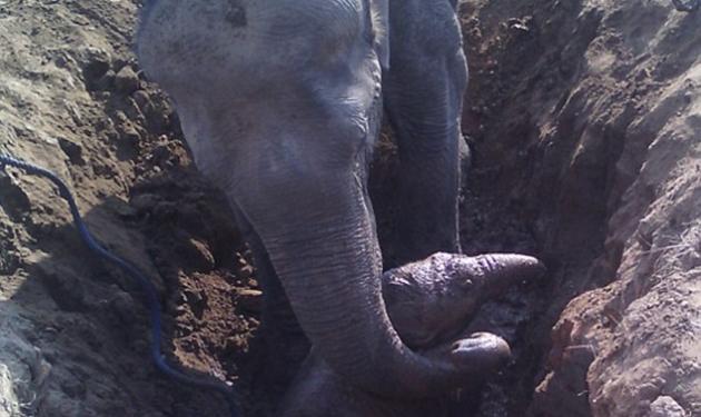 Μια μαμά ελεφαντίνα προσπαθούσε να σώσει το “μωρό” της επί 11 ώρες – Δες το συγκινητικό βίντεο!