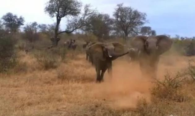 Ελέφαντας επιτίθεται σε οδηγό safari!