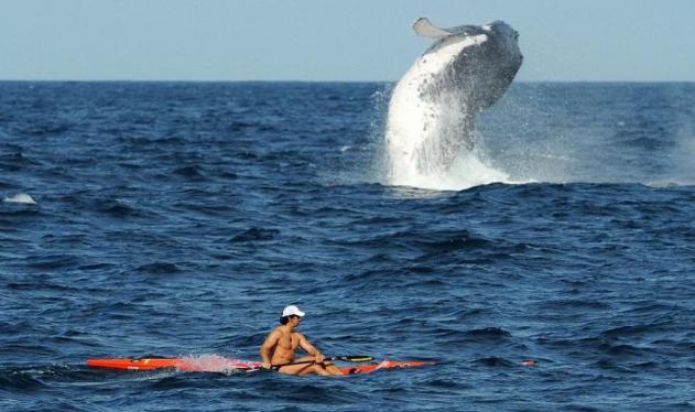 Έκανε κανό δίπλα σε φάλαινα που ζυγίζει 36 τόνους!