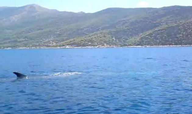Φάλαινα στο Πόρτο Γερμενό – video!