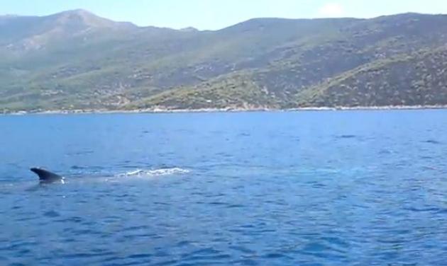 Φάλαινα στο Πόρτο Γερμενό – video!