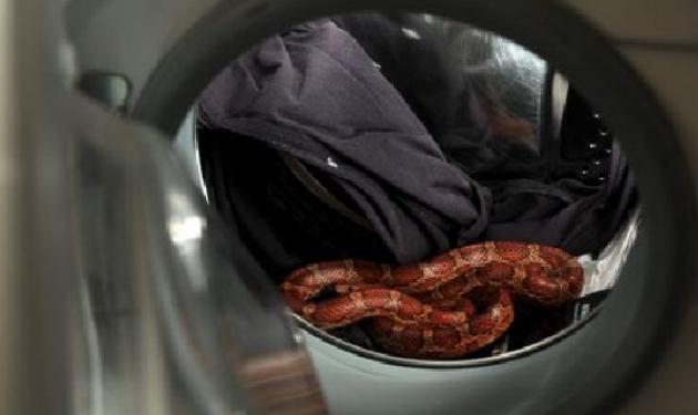 Ένα φίδι στο πλυντήριο!
