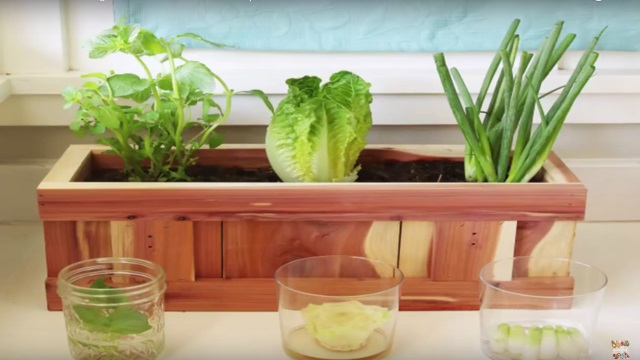 Πώς θα καλλιεργήσεις λαχανικά από… σκουπίδια;