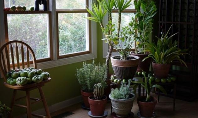 Κρύο και κλειστά παράθυρα: Αυτά τα φυτά φιλτράρουν τον αέρα στο σπίτι από επικίνδυνα δηλητήρια
