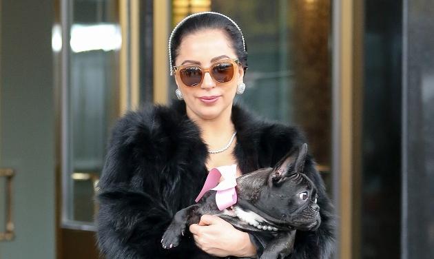 Το χλιδάτο 24ωρο… του σκύλου της Lady Gaga!