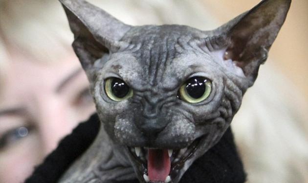 Μήπως αυτή είναι η πιο τρομακτική γάτα στο κόσμο;