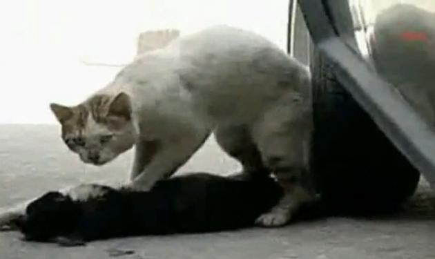Απίστευτο! Γάτα προσπαθεί να σώσει τραυματισμένη γάτα!