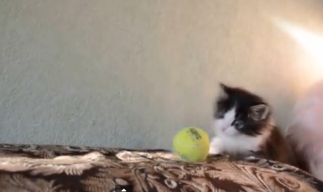 Αυτός ο γάτος έχει ξετρελαθεί με ένα μπαλάκι του τένις! Βίντεο