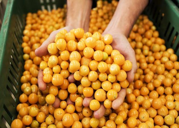 Goldenberries: Τα Χρυσά Μούρα των Ίνκας από τη σειρά Ypertrofes™