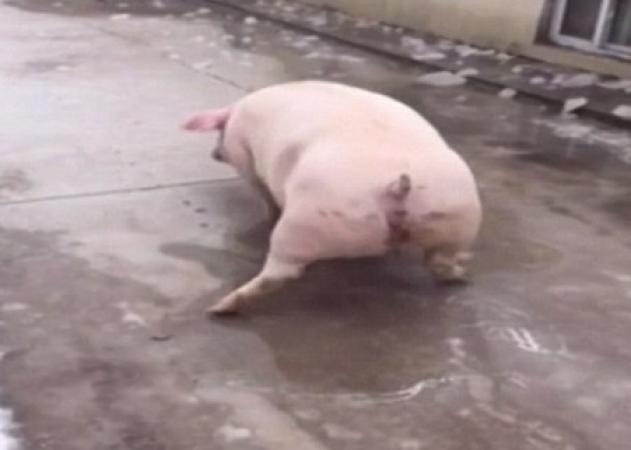 Aπίστευτο βίντεο! Ένα γουρούνι προσπαθεί να περπατήσει σε παγωμένο δρόμο!
