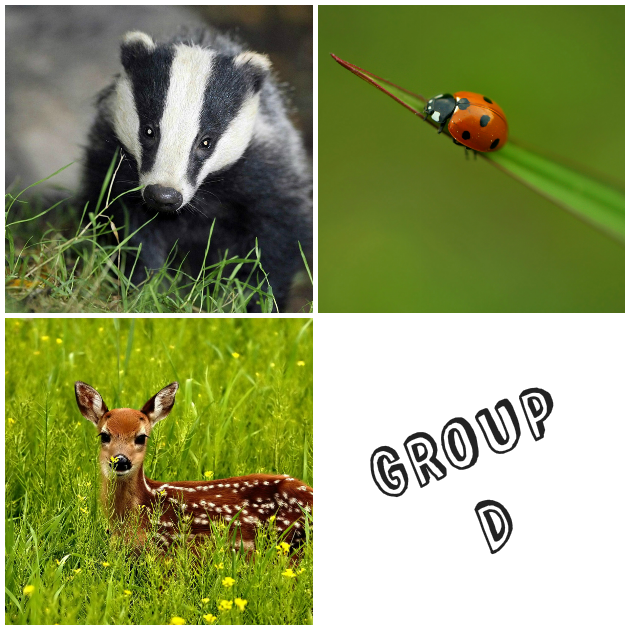 5 | Το Group D
