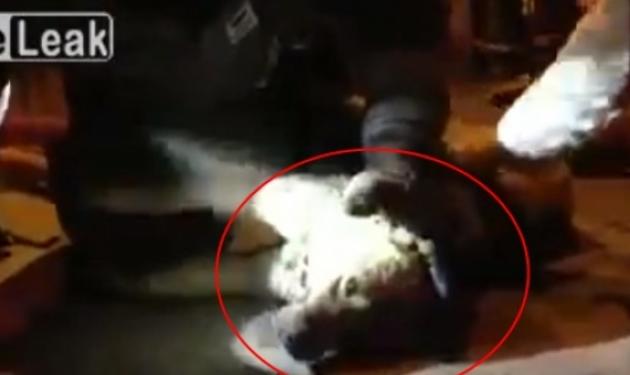 Καρέ καρέ, η τεχνητή αναπνοή πυροσβέστη, σε νεκρό σκύλο – Βίντεο