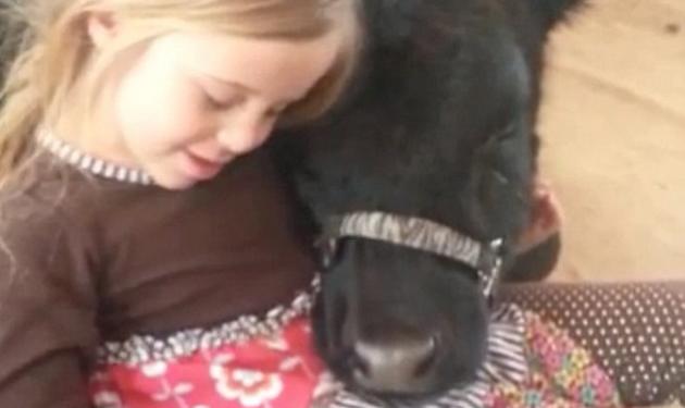 Απίστευτο βίντεο! 5χρονη έβαλε μέσα στο σπίτι της μια αγελάδα!