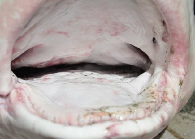 Κρήτη: Τα σαγόνια του καρχαρία που κάνουν θραύση στο Facebook – Δες τι ξέβρασε η θάλασσα