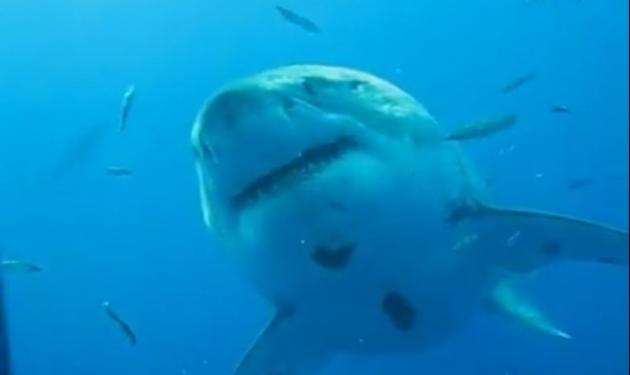 Δες το μεγαλύτερο λευκό καρχαρία στον κόσμο!
