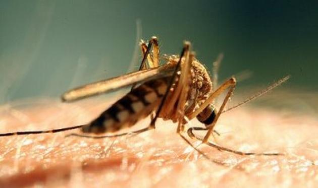 Επιστρέφει η ελονοσία 40 χρόνια μετά;