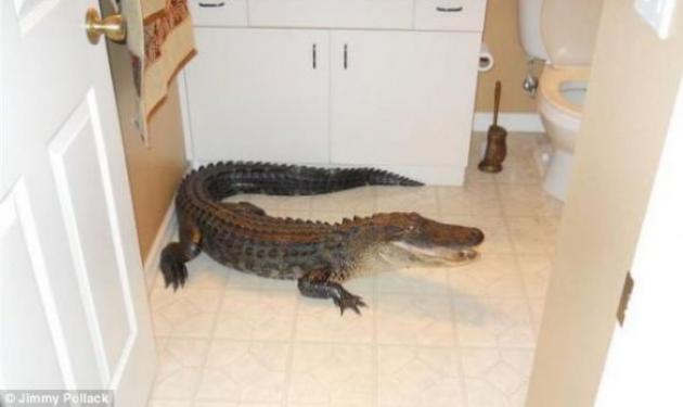 “Boήθεια! Ένας κροκόδειλος στο μπάνιο μου”!
