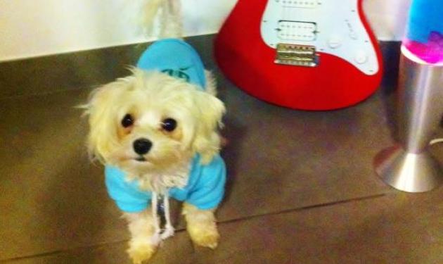Ποια γνωστή τραγουδίστρια έχει δημιουργήσει Official Fan Club στο Facebook για το σκυλάκι της;