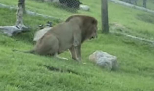 Συγκινητικό βίντεο με λιοντάρι απελευθερώνεται μετά από 13 χρόνια αιχμαλωσίας!