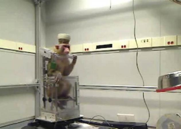 Απίστευτο: Μαϊμού οδηγεί αναπηρικό αμαξίδιο με τη δύναμη του νου (Βίντεο)