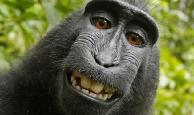 Απίστευτο! Στα δικαστήρια για μια selfie… μαϊμούς