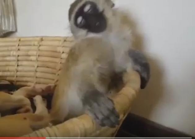 H μαϊμού που δεν μπορεί να μείνει ξύπνια! Το βίντεο που θα σε ξετρελάνει!