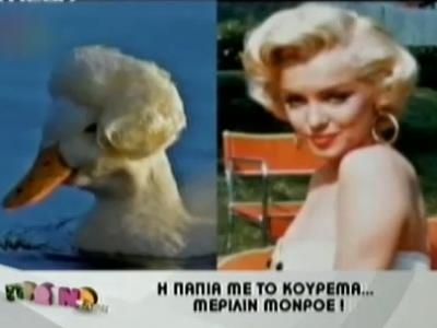 Η πάπια με το κούρεμα Marilyn Monroe