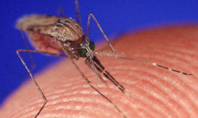 Κανένα εμβόλιο για το κουνούπι που μεταφέρει τον ιό του Δυτικού Νείλου!