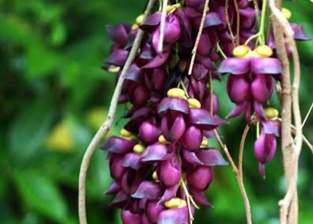 Mucuna… Η ενίσχυση της διάθεσης από τη σειρά Ypertrofes™.