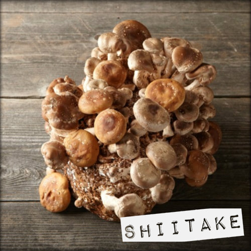 5 | 5. Σιτάκε (Shiitake)