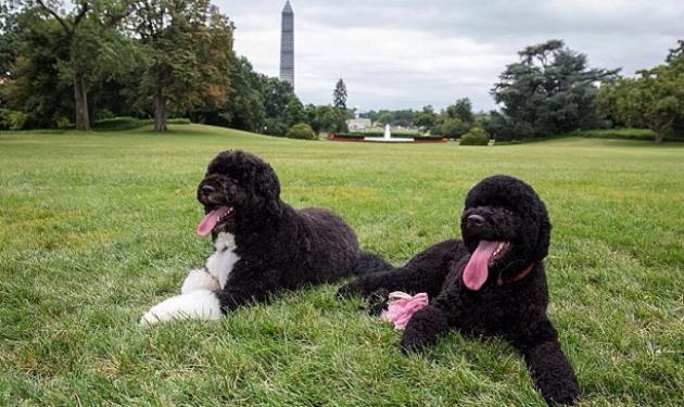 Michelle Obama: Είναι ξετρελαμένη με τα δυο σκυλιά του Λευκού Οίκου! Βίντεο