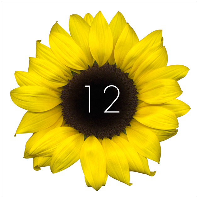 12 | Sunflower