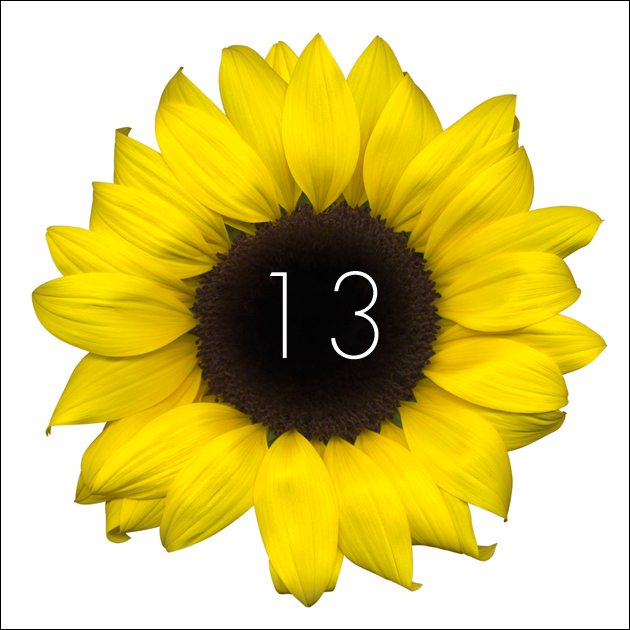 13 | Sunflower