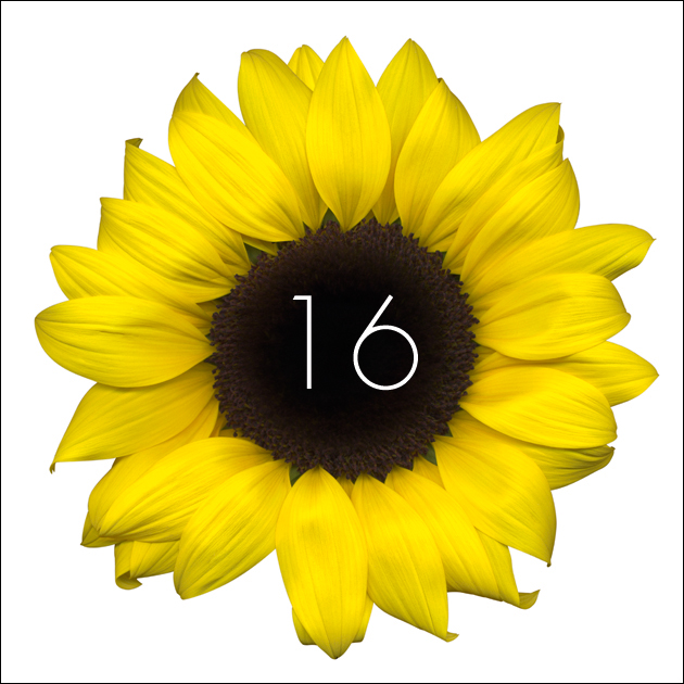 16 | Sunflower