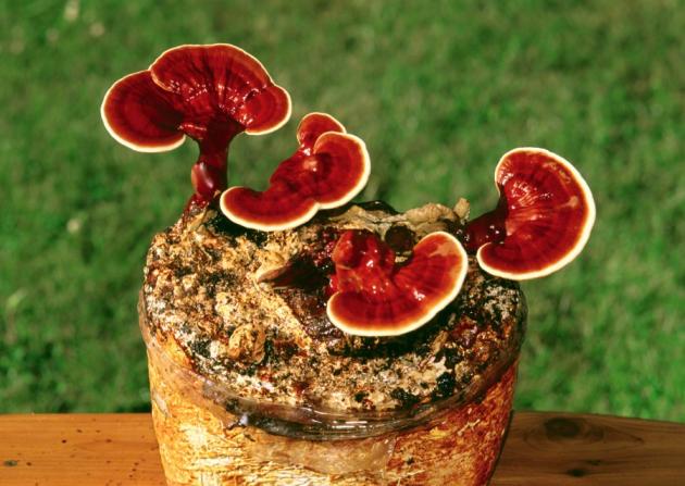 Ganoderma lucidum, ‘’το μανιτάρι των Θέων’’!