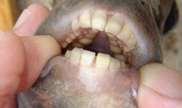 Oops! Ψάρι με μυτερά δόντια τρώει γεννητικά όργανα!