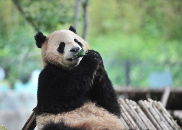 Πέθανε η Σου Σου, το πιο ηλικιωμένο θηλυκό γιγάντιο πάντα