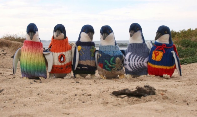 Ο γηραιότερος άνδρας της Αυστραλίας πλέκει πουλόβερ… για πιγκουίνους!