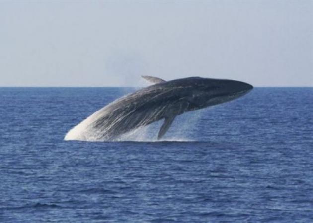 Σύρος: Κάθονταν στο κατάστρωμα και είδαν μπροστά τους μια φάλαινα 12 μέτρων [pics]