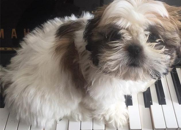 Είναι το σκυλάκι Ελληνίδας celebrity, που… παίζει πιάνο!