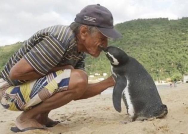 Αυτός ο πιγκουίνος κολυμπάει 8.000 χιλιόμετρα κάθε χρόνο για να δεί αυτόν που του έσωσε τη ζωή!