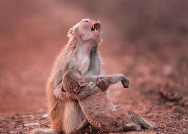 Η μαμά πίθηκος που σπαράζει κρατώντας το αναίσθητο μωρό της! Η φωτογραφία κάνει το γύρο του κόσμου