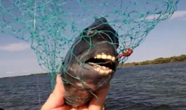 Ψάρι με ανθρώπινα δόντια; Και όμως! Δες τι έβγαλε ένας ψαράς στη Φλόριντα!