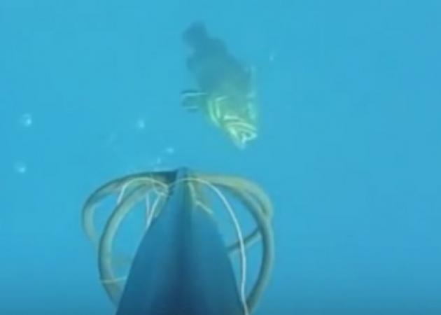 Πρέβεζα: Η στιγμή που ψαροντουφεκάς πιάνει ροφό 20 κιλών – Δες το υποβρύχιο βίντεο που εντυπωσιάζει!
